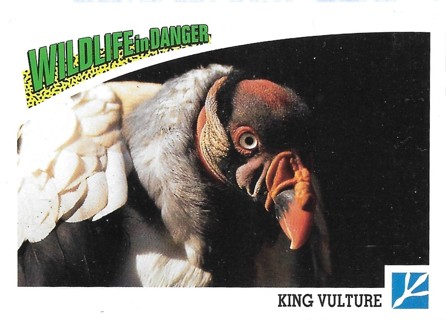  1992 Panini Wildlife in Danger #77 King Vulture