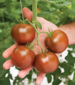 Unusual tomato seed mixture-10 seeds