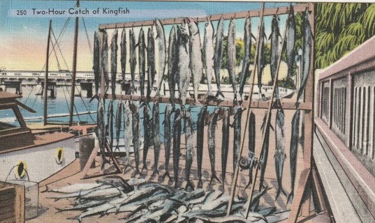 Vintage Used Postcard: e: 1962 Two Hour Catch of Kingfish, FL