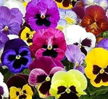 Giant pansy!