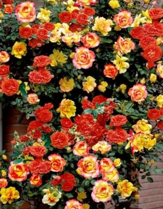 Josephs Coat Climbing Roses To Enjoy!