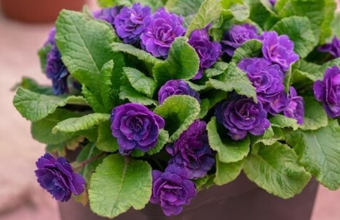 Another Purple Primrose