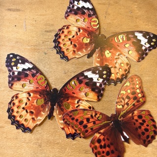 Butterfly Cutouts last lot!