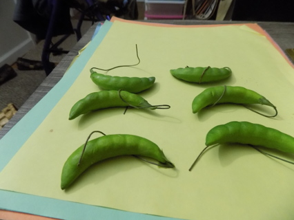 6 pieces silk peas in the pod with wire attached for crafts