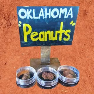Oklahoma "Peanuts" - Rare Barite Minerals!