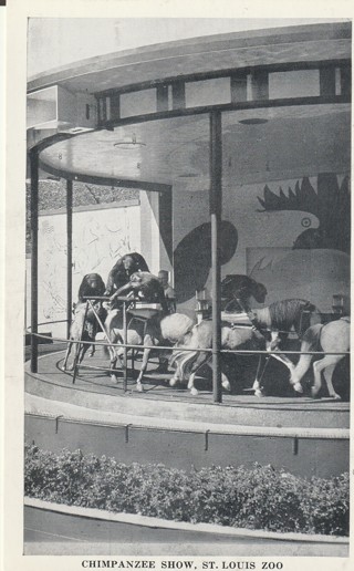 Vintage Unused Postcard: d: Chimpanzee Show, St Louis