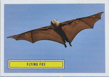  2020 Benefit for Australia #6 Flying Fox