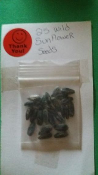 25 wild sunflower seeds free shipping