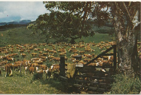 Vintage Unused Postcard: g: Hereford Breeding Cows, Maui, Hawaii