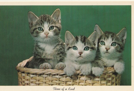 Vintage Unused Postcard: k: Three of a Kind