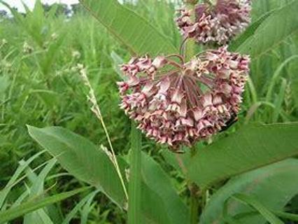 1 dozen organic milkweed seeds from our fields