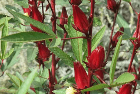 Roselle (Hibiscus)