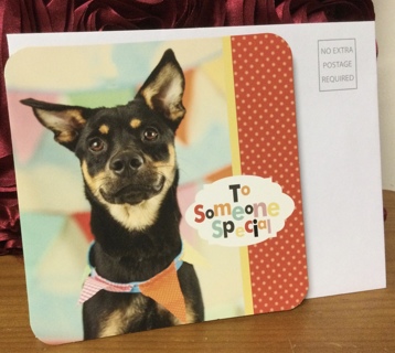 Smiling Dog Birthday Card