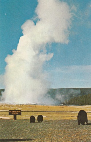 Vintage Unused Postcard: b: Old Faithful & Bears, Yellowstone Park