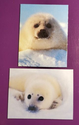 Cute White Seal Magnets