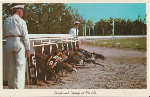 Vintage Unused Postcard: x: Greyhound Racing in Florida