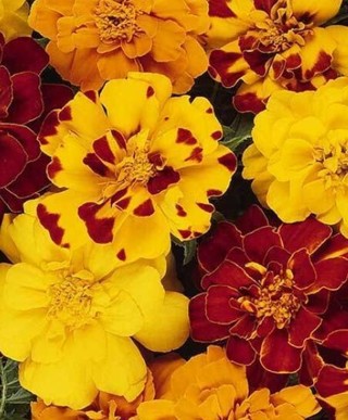 French Dwarf Marigolds