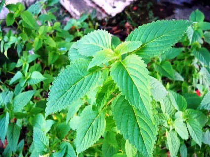 Cultivating Vietnamese Lemon Balm 100 seeds