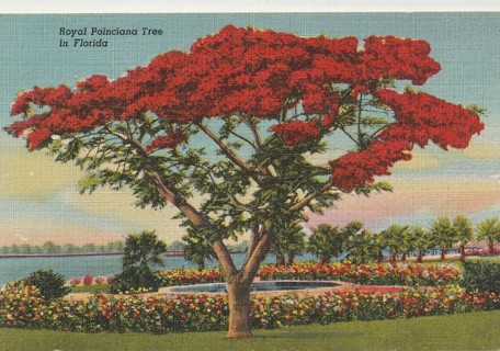 Vintage Unused Postcard: k: Royal Poinciana Tree in Florida