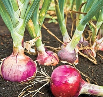 Red Burgundy Onions NON GMO