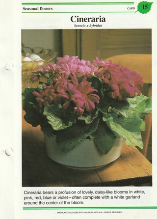 Success with Plants Leaflet: Cineraria