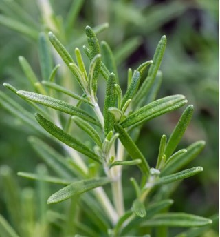 More herbs---Rosemary!
