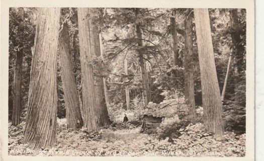 Vintage Used Postcard: GIN: 1948 Idaho Woodland Scene