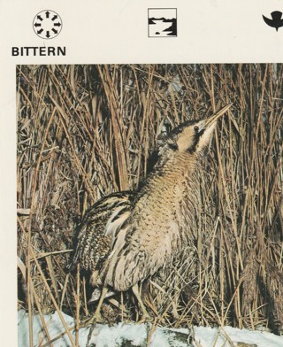 Vintage 1975 Leisure Books Animal Card: crdgin4: BITTERN