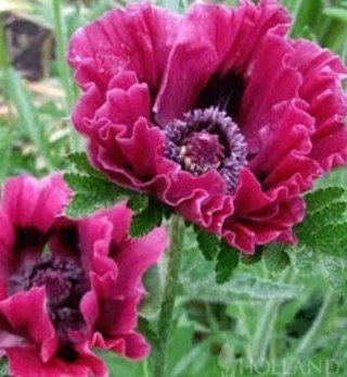 Pretty Harlem Oriental Poppies