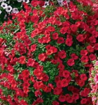 Red Petunias