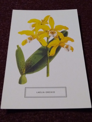 Botanical Postcard - LAELIA ORCHID 