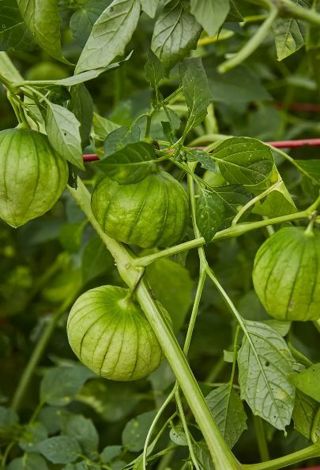 Green Tomatillo Seeds