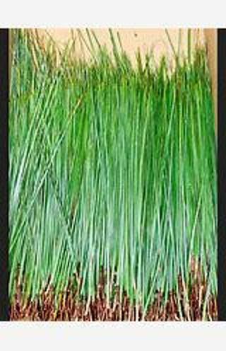 1/2 lb of green long needle pine tree leaves for crafts or decor 7 inches long and up.