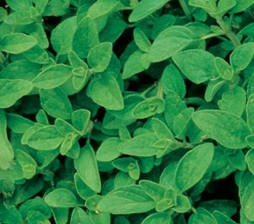 Oregano