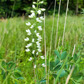 100 White Wild Indigo Seeds