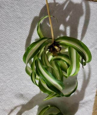 SPIDER PLANT ROOTED APROX 3 - 4" - FREE SHIPPING