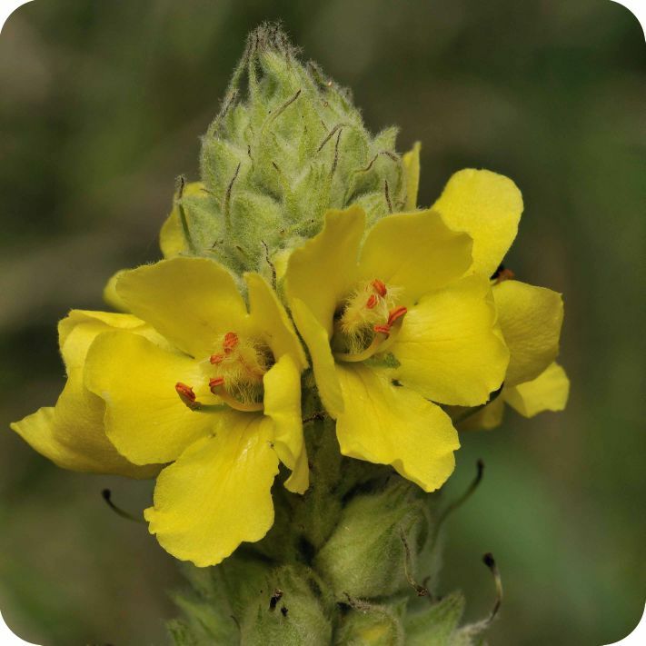 FREE: FREE 100 Mullein Wildflower Wild Flower Plant Seeds "Verbascum thapsus" (Flannel-plant)
