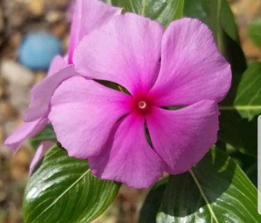 150+ Pink Periwinkle Seeds - Vinca Rosea