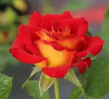 Red and Yellow Roses To Enjoy