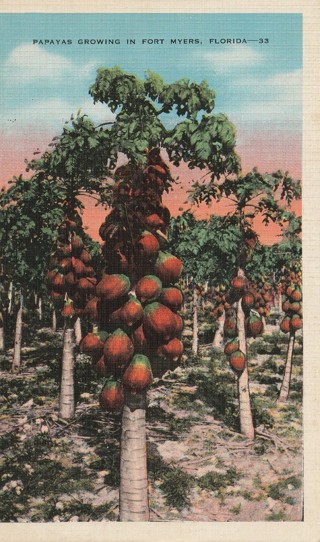 Vintage Used Postcard: gin z: 190? Papayas in Fort Myers, FL