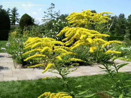 Canadian Goldenrod Seeds for Planting - 4000 seeds