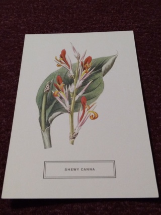 Postcard - SHEWY CANNA 