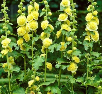 YELLOW HOLLYHOCKS