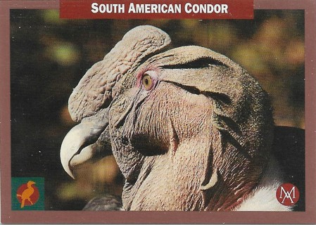 1992 Mundus Amicus Environmental Action #14 South American Condor