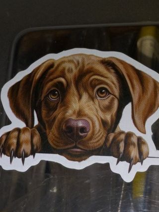 Dog Cute one new nice vinyl lab top sticker no refunds regular mail high quality!