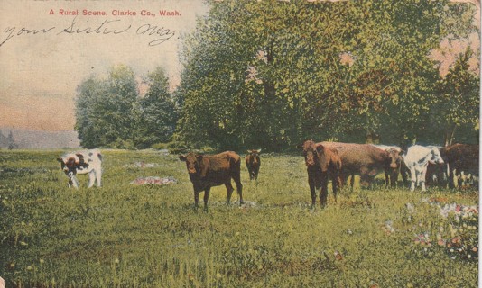 Vintage Used Postcard: (r): 1908 Rural Scene, Clarke County, WA