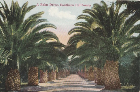 Vintage Unused Postcard: d: Palm Drive, CA