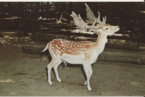 Vintage Unused Postcard: g: Deer Forest, Paw Paw Lake, Coloma, MI