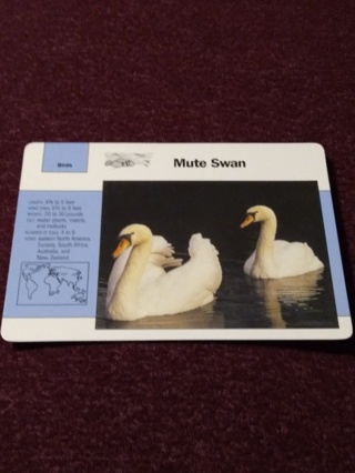 Grolier Story of America Card - Mute Swan