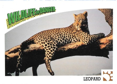 1992 Panini Wildlife in Danger #24 Leopard